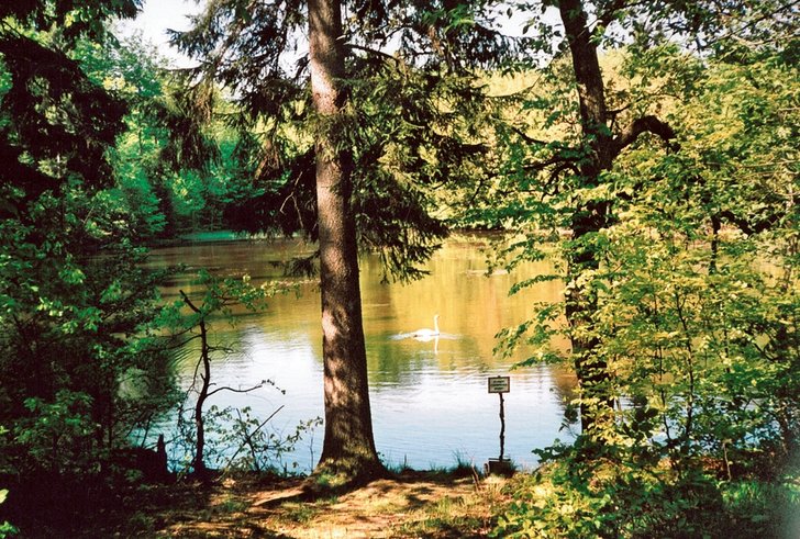 Staw leśny w Leśnictwie Bilowo wykorzystywany jako punkt poboru wody do celów gaśniczych w Nadleśnictwie Kartuzy. fot. Nadleśnictwo Kartuzy