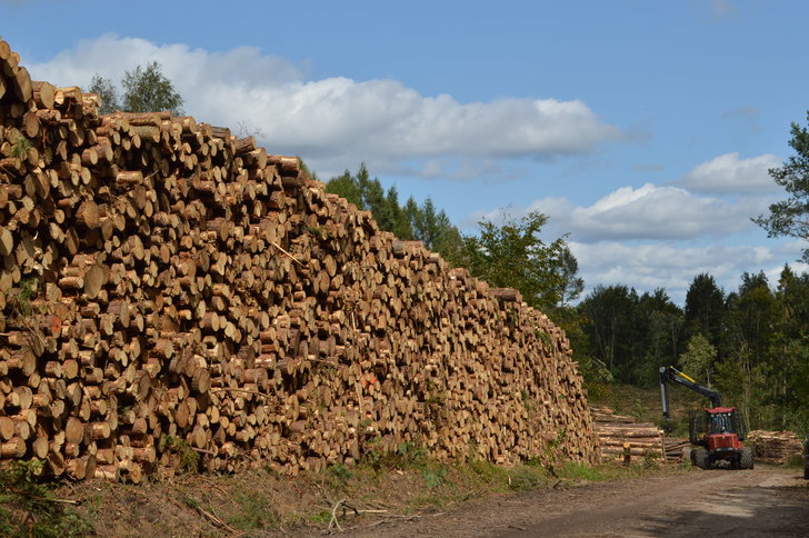 Ogromne stosy drewna „klęskowego” w Leśnictwie Kamionka. fot. Nadleśnictwo Kartuzy