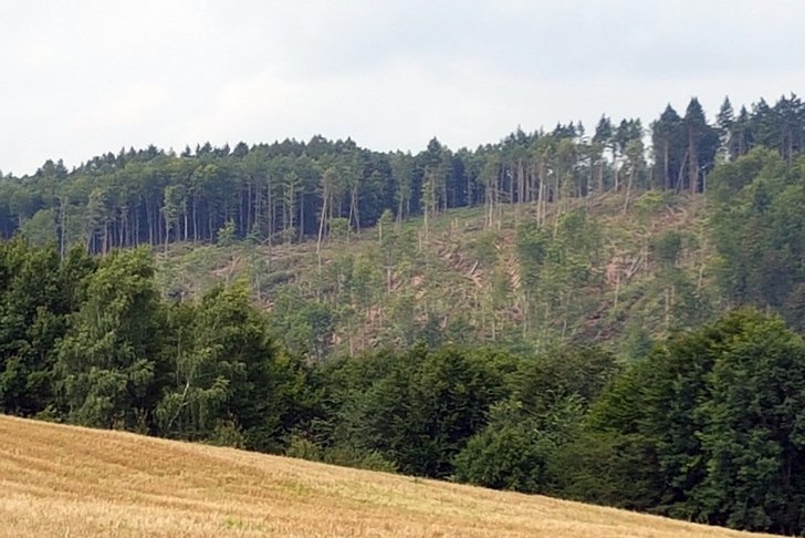 Widok na Ostrzycki Las od strony Koszałkowa. fot. Nadleśnictwo Kartuzy
