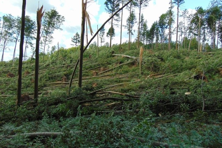Zniszczone buki w Leśnictwie Kolańska Huta. fot. Nadleśnictwo Kartuzy
