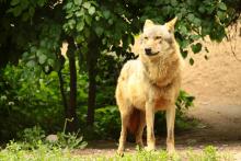 W leśnictwie Sikorzyno widziano wilka. Niewykluczone, że szukał tu miejsca do życia.