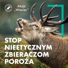 Stop nieetycznym zbieraczom poroża – Nadleśnictwo Kartuzy bierze udział w ogólnopolskiej akcji.